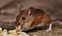 24 Hour & Emergency Exterminators in Nat Aviation Fac Exp Ctr, NJ